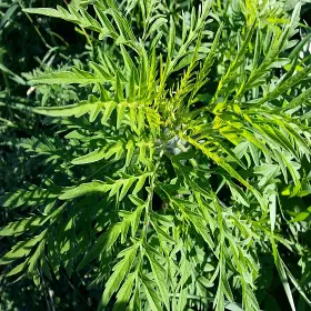 Légtisztító allergia mérséklésére