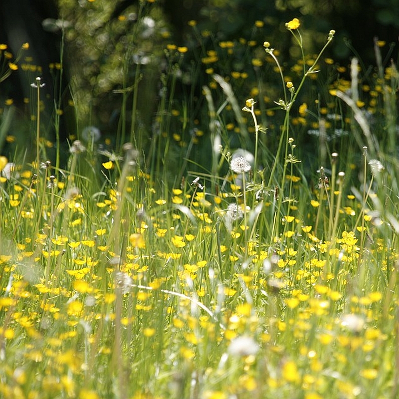 Légtisztító a pollen cunami kivédésére