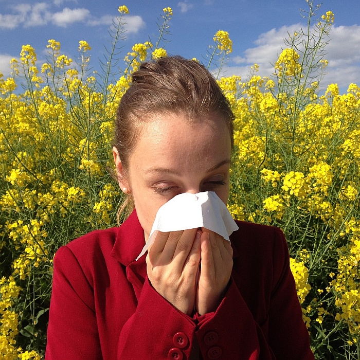 Parlagfű allergiásoknak és egészségeseknek is légtisztító javasolt